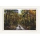 Forest Road Premium Note Card
